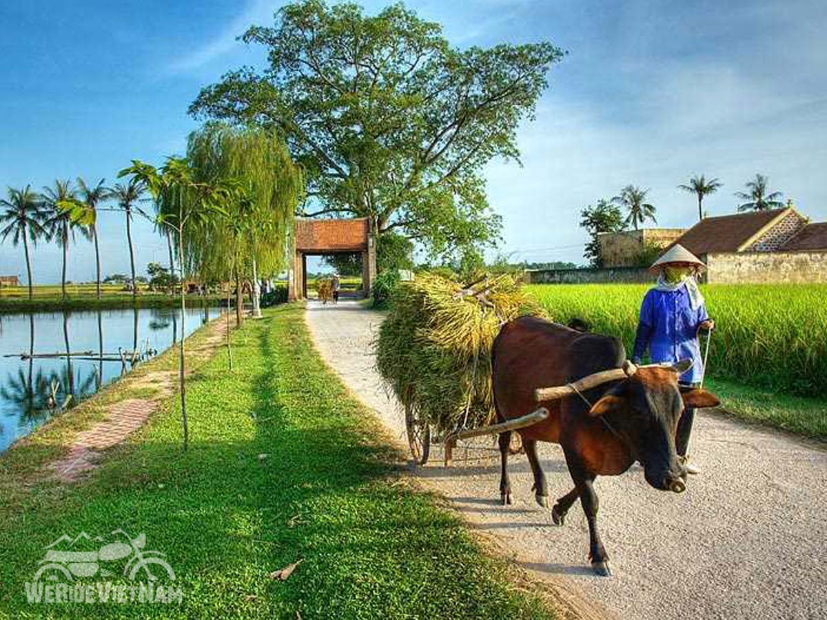we-ride-vietnam-day-tour-Duong-Lam-ancient-village